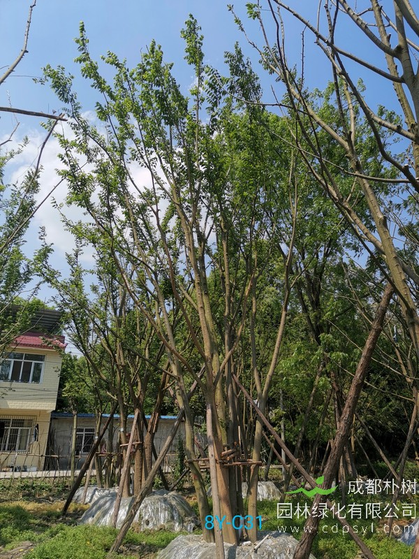 胸径26公分朴树多少钱，胸径26公分朴树产地在哪儿？