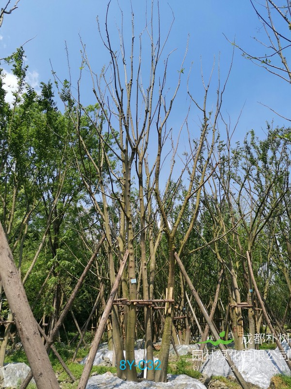 胸径24公分朴树多少钱，胸径24公分朴树产地在哪儿？