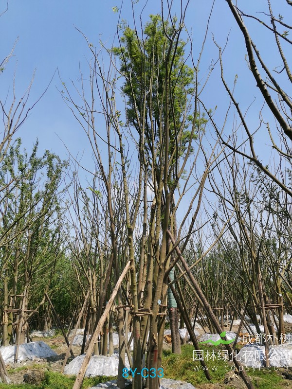 胸径23公分朴树多少钱，胸径23公分朴树产地在哪儿？