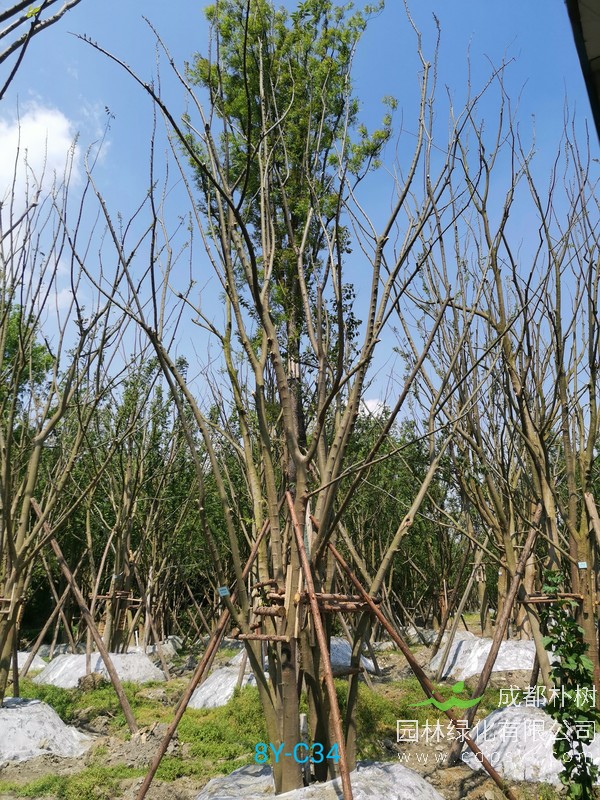 胸径22公分朴树多少钱，胸径22公分朴树产地在哪儿？