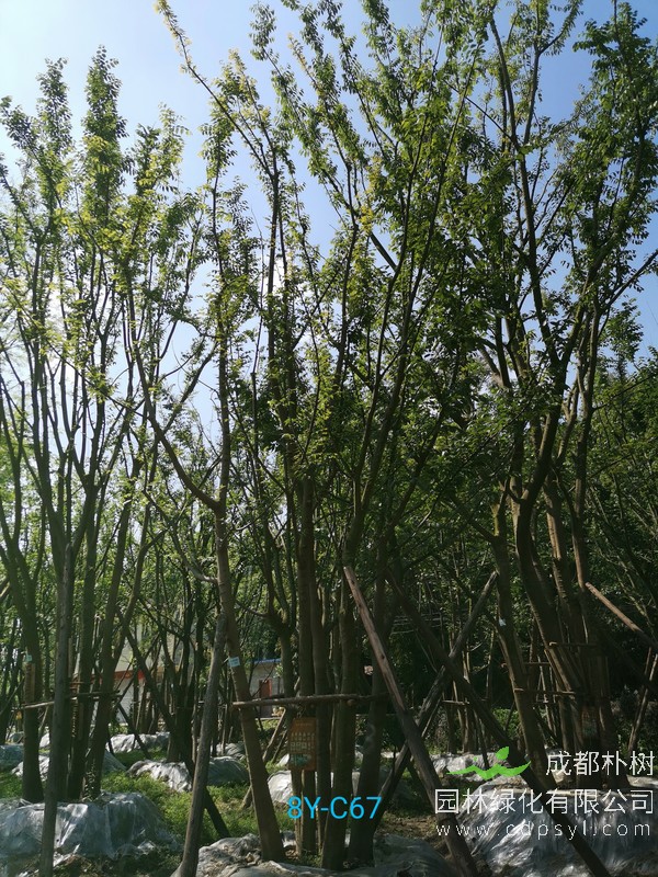 米径55公分朴树价格，米径55公分朴树哪儿有卖？