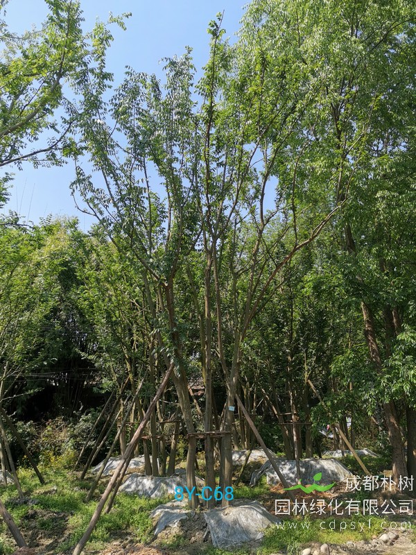 米径54公分朴树价格，米径54公分朴树哪儿有卖？