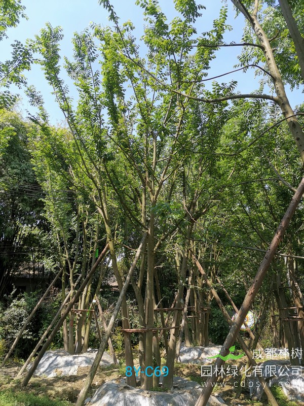 米径53公分朴树价格，米径53公分朴树哪儿有卖？