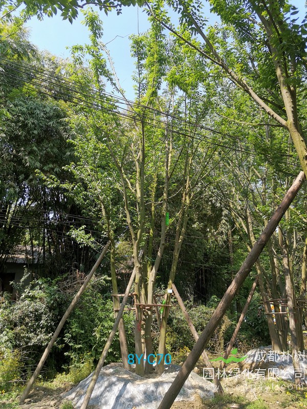 米径52公分朴树价格，米径52公分朴树哪儿有卖？