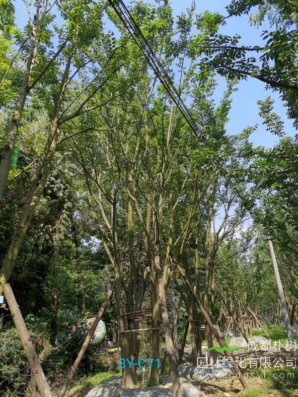 米径51公分朴树价格，米径51公分朴树哪儿有卖？