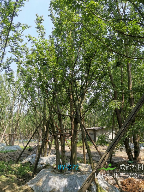 米径45公分朴树价格，米径45公分朴树哪儿有卖？