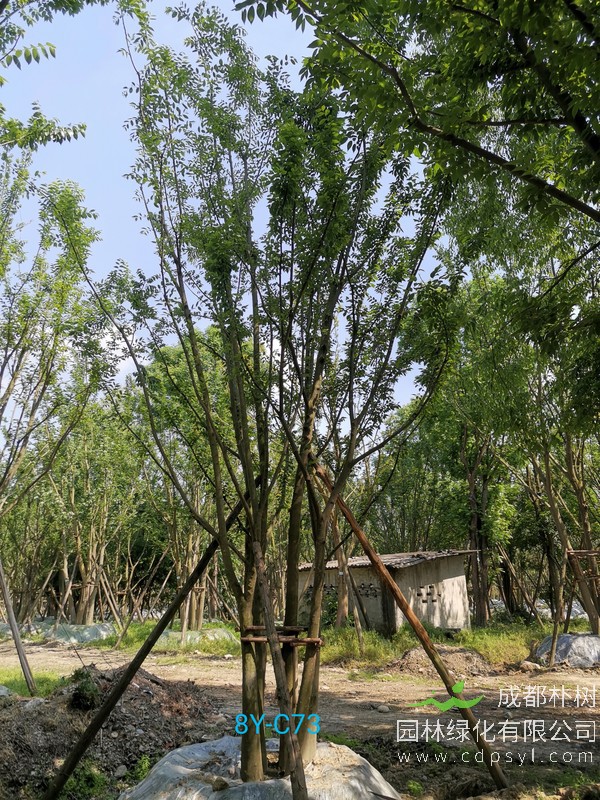 米径44公分朴树价格，米径44公分朴树哪儿有卖？