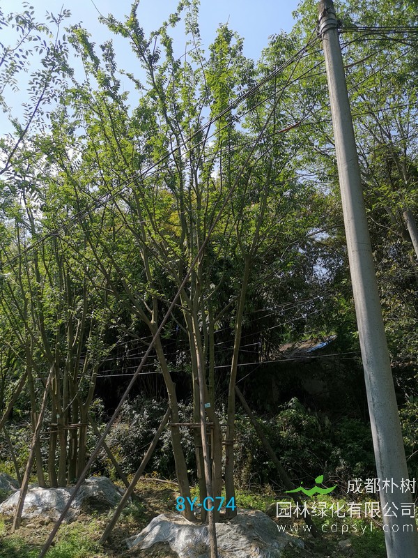 米径43公分朴树价格，米径43公分朴树哪儿有卖？