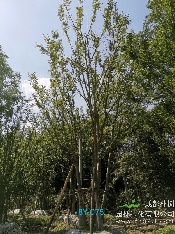 米径42公分单杆朴树价格，米径42公分单杆朴树哪儿有卖？