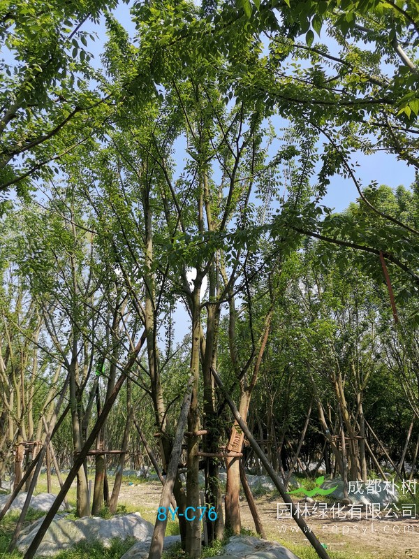 米径40公分朴树价格，米径40公分朴树哪儿有卖？