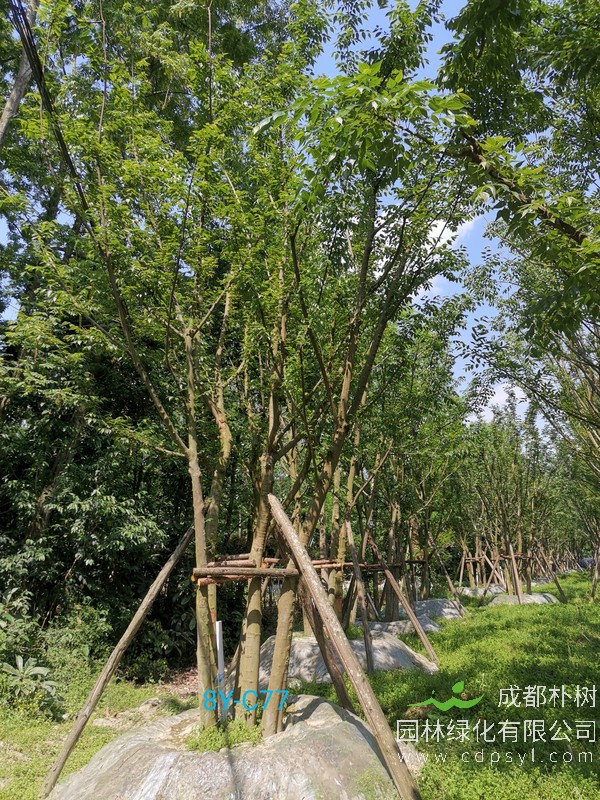 米径39公分朴树价格，米径39公分朴树哪儿有卖？