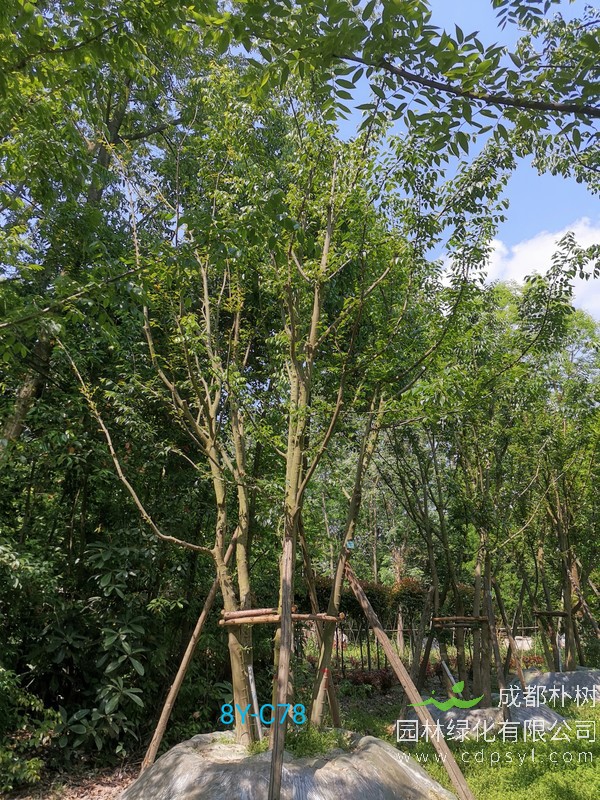 米径38公分朴树价格，米径38公分朴树哪儿有卖？