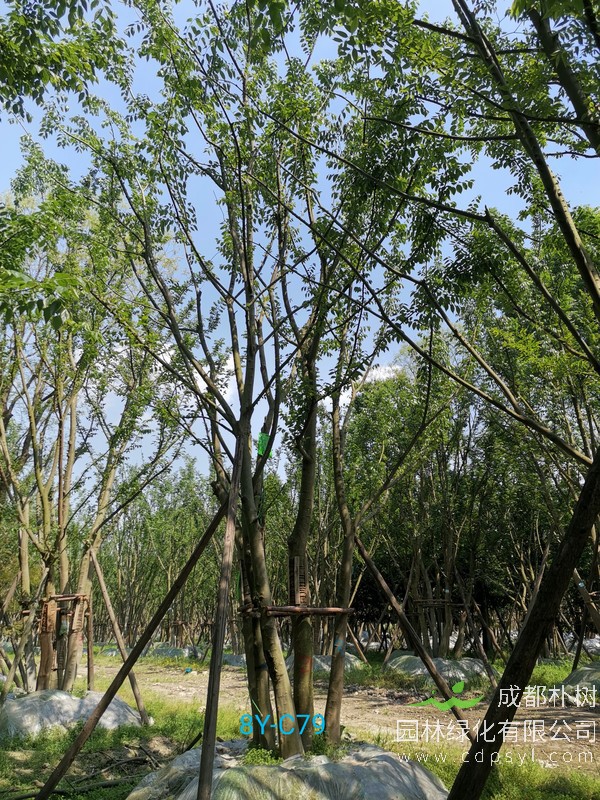 米径37公分朴树价格，米径37公分朴树哪儿有卖？