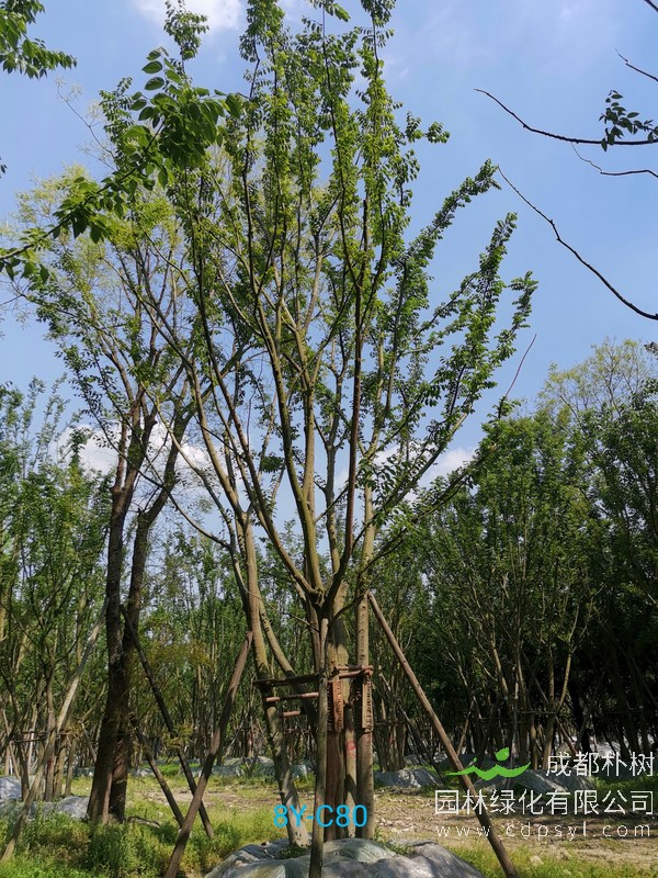 米径36公分朴树价格，米径36公分朴树哪儿有卖？