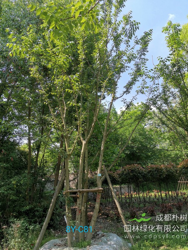 米径35公分朴树价格，米径35公分朴树哪儿有卖？