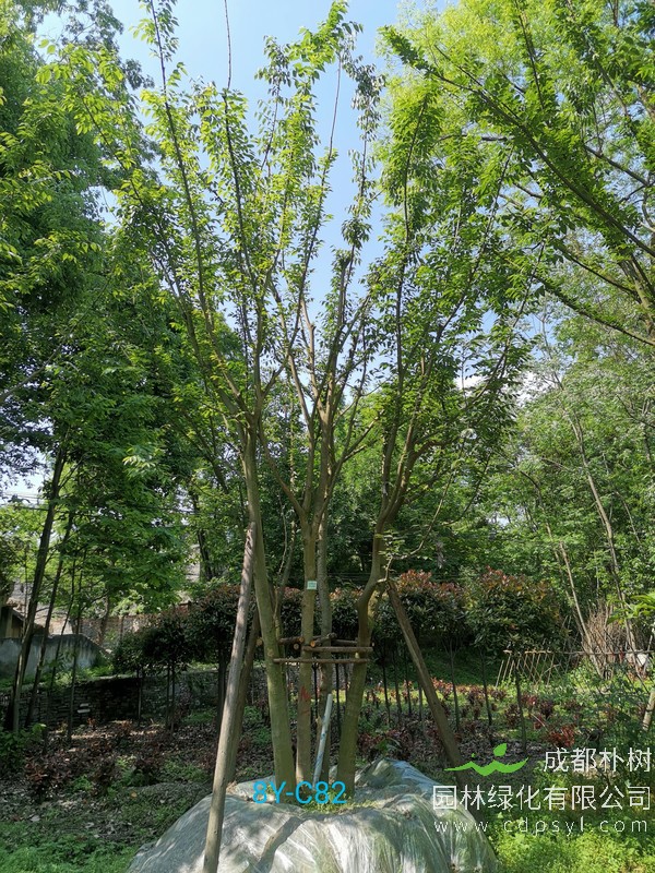 米径34公分朴树价格，米径34公分朴树哪儿有卖？