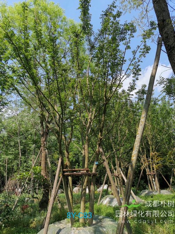 米径33公分朴树价格，米径33公分朴树哪儿有卖？