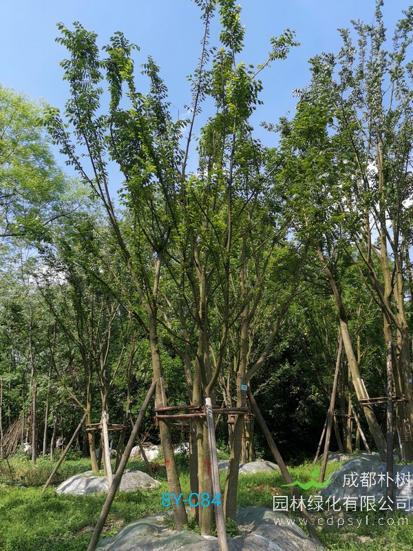 米径32公分朴树价格，米径32公分朴树哪儿有卖？