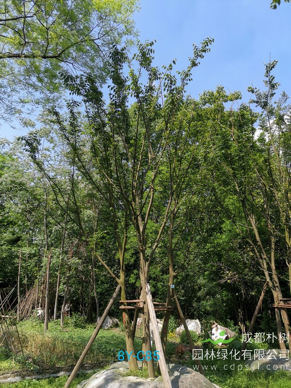 米径31公分朴树价格，米径31公分朴树哪儿有卖？