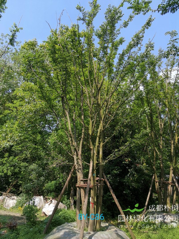 米径30公分朴树价格，米径30公分朴树哪儿有卖？