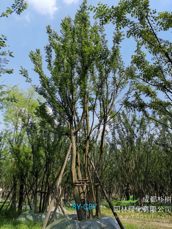 米径29公分朴树价格，米径29公分朴树哪儿有卖？