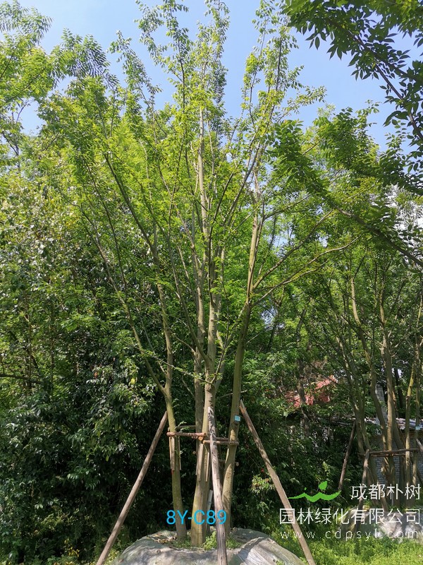米径28公分朴树价格，米径28公分朴树哪儿有卖？
