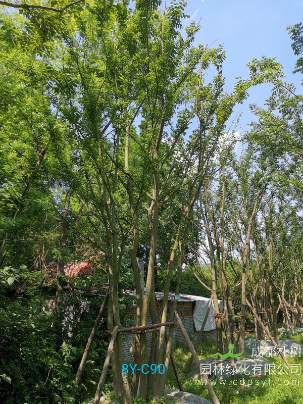 米径27公分朴树价格，米径27公分朴树哪儿有卖？