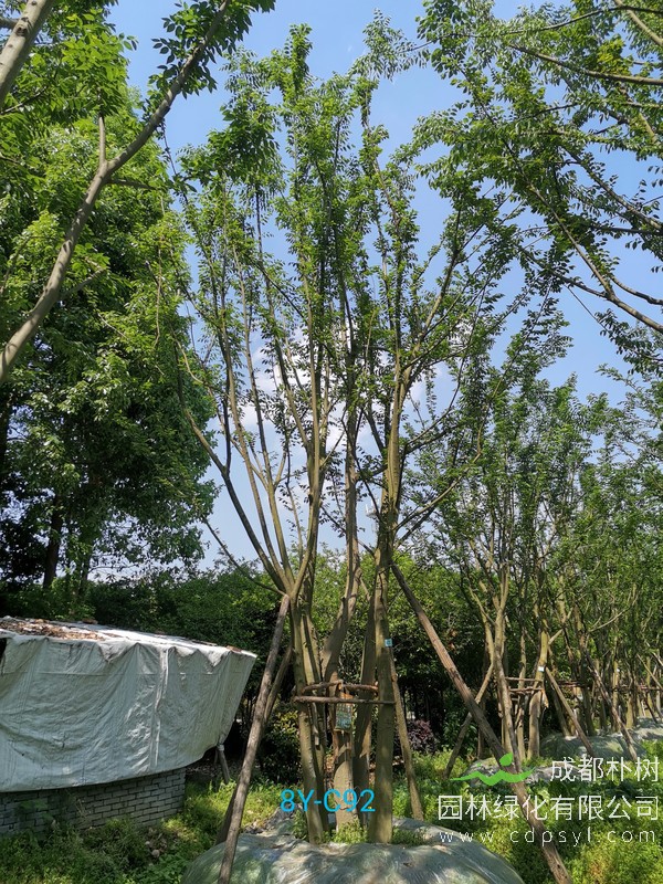 米径26公分朴树价格，米径26公分朴树哪儿有卖？