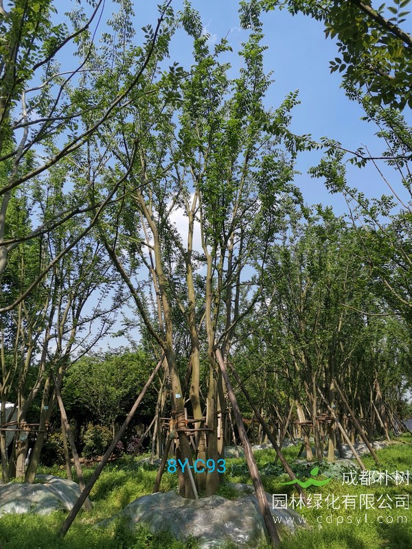 米径25公分朴树价格，米径25公分朴树哪儿有卖？