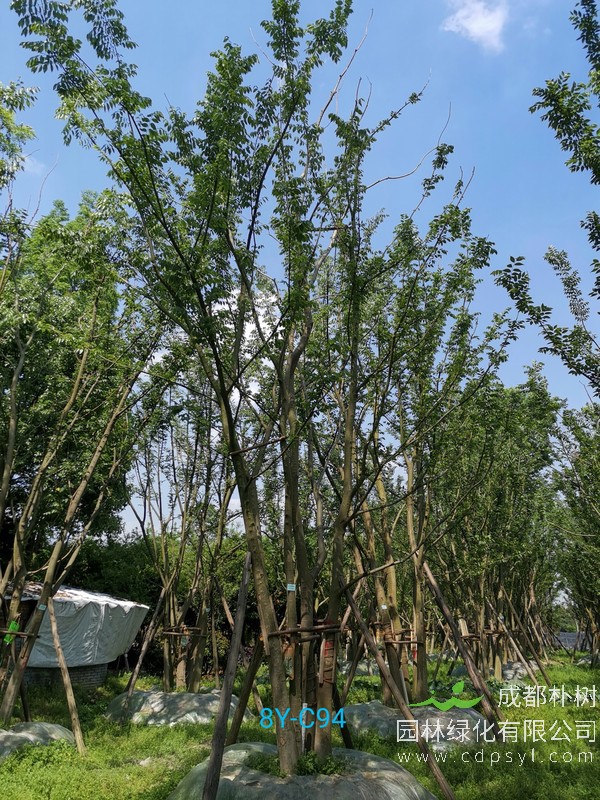 米径24公分朴树价格，米径24公分朴树哪儿有卖？