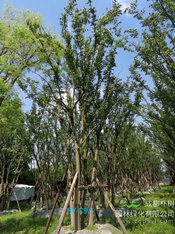 米径23公分朴树价格，米径23公分朴树哪儿有卖？