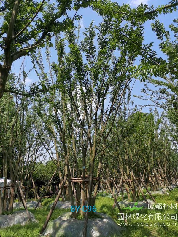 米径22公分朴树价格，米径22公分朴树哪儿有卖？