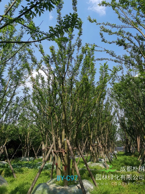 朴树价格 朴树基地 朴树