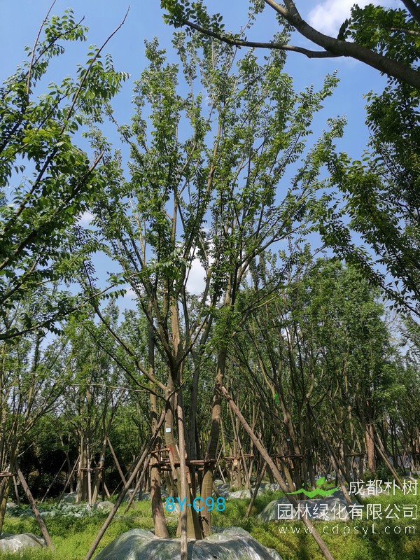 米径20公分朴树价格，米径20公分朴树哪儿有卖？