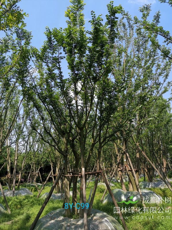 米径19公分朴树价格，米径19公分朴树哪儿有卖？