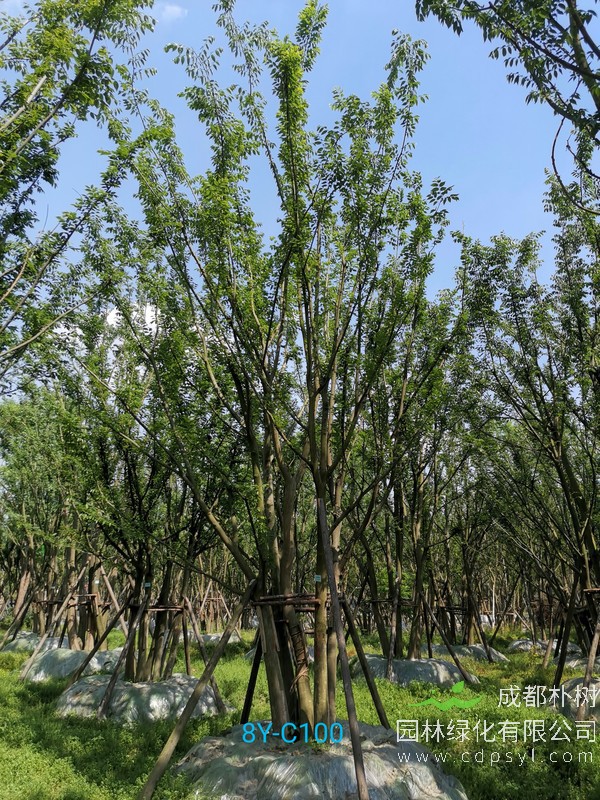 米径18公分朴树价格，米径18公分朴树哪儿有卖？