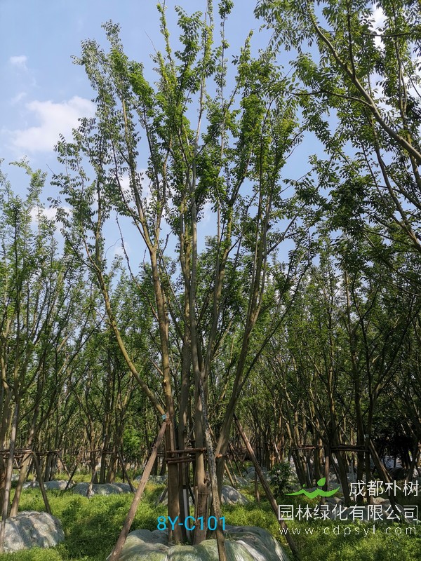 米径17公分朴树价格，米径17公分朴树哪儿有卖？