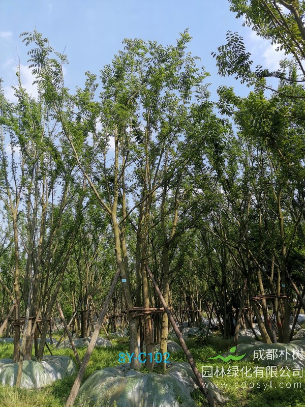 米径16公分朴树价格，米径16公分朴树哪儿有卖？