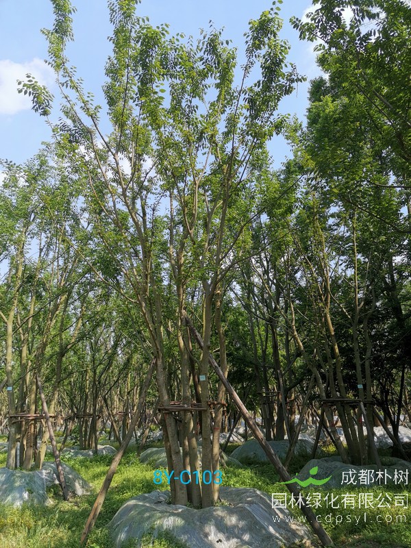 朴树直径40公分价格：直径40公分的朴树多少钱？