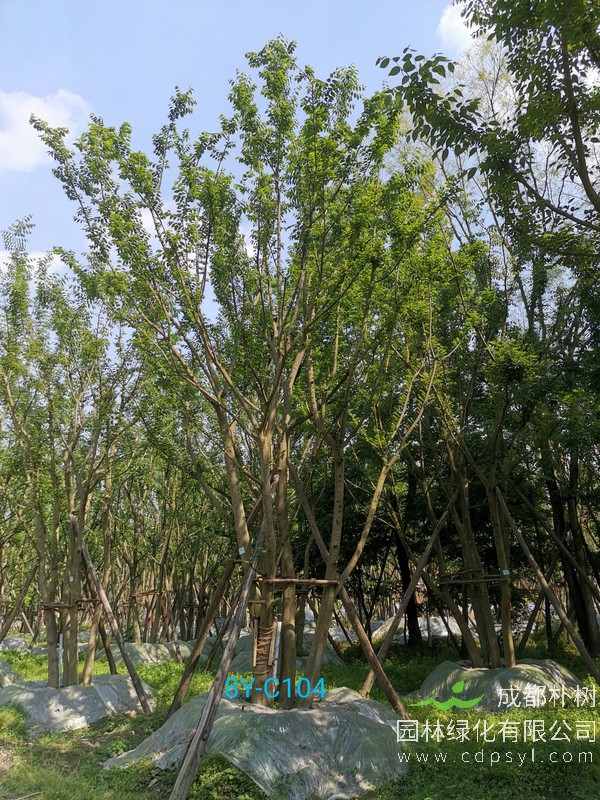 成都2019年20公分朴树价格及其影响因素