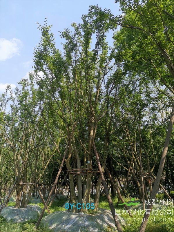 朴树最新价格表，2019年丛生朴树最新价格