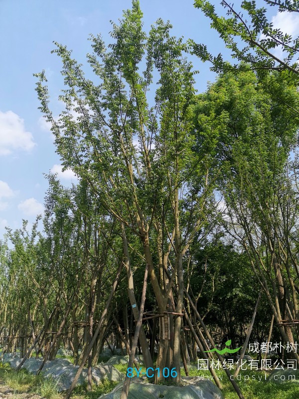 朴树直径30公分价格：直径30公分的朴树多少钱？