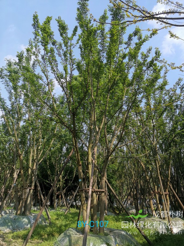 小叶朴树价格，小叶朴树产地，小叶朴树2019新报价