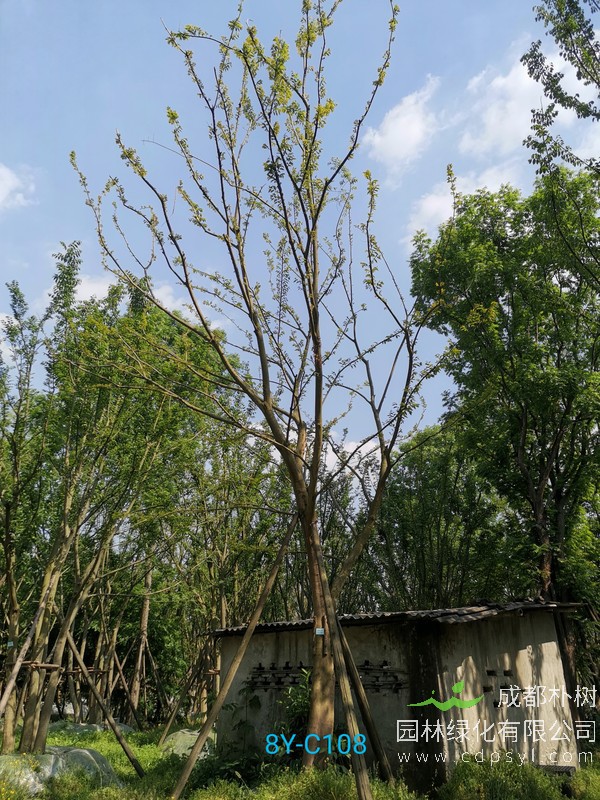 直径1米的朴树什么价格，直径1米的朴树可以卖多少钱？