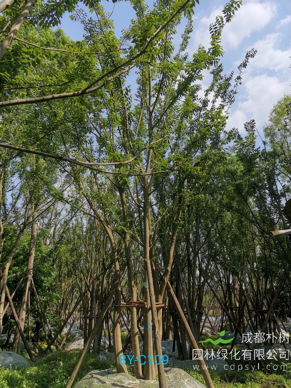 现在丛生60公分朴树产地价格，成都哪儿有朴树卖？