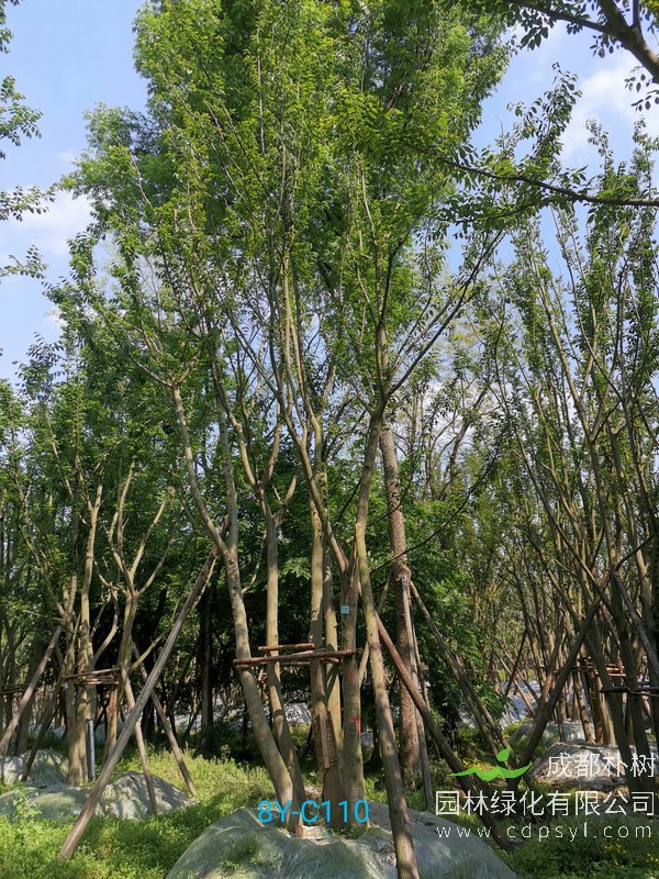 多杆丛生50公分以及80公分朴树分别报价多少？