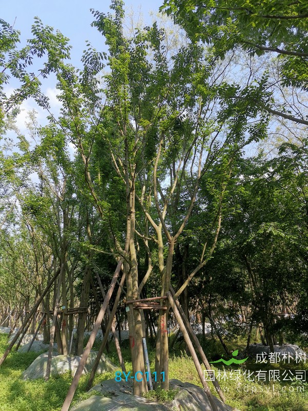 米径10公分朴树价格，米径10公分朴树哪儿有卖？