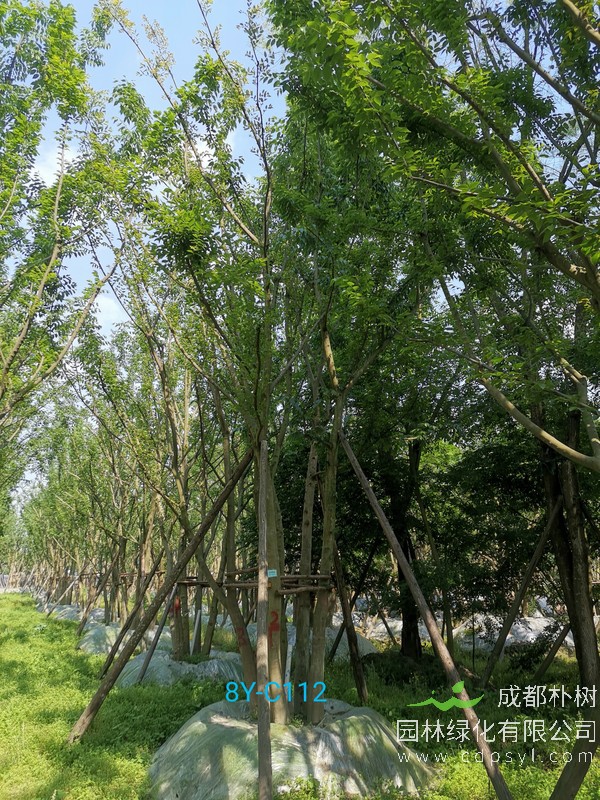 米径13公分朴树价格，米径13公分朴树哪儿有卖？