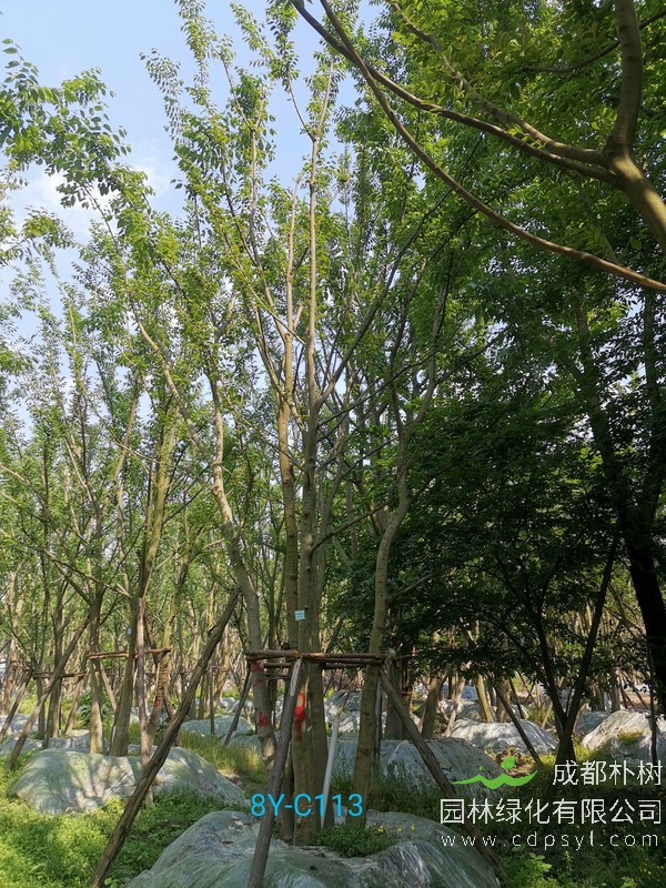 米径12公分朴树价格，米径12公分朴树哪儿有卖？