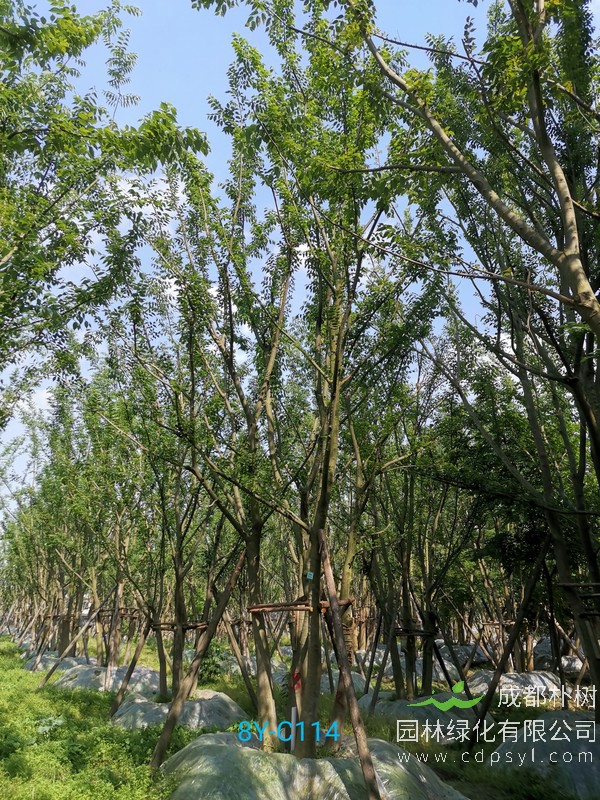 米径15公分朴树价格，米径15公分朴树哪儿有卖？